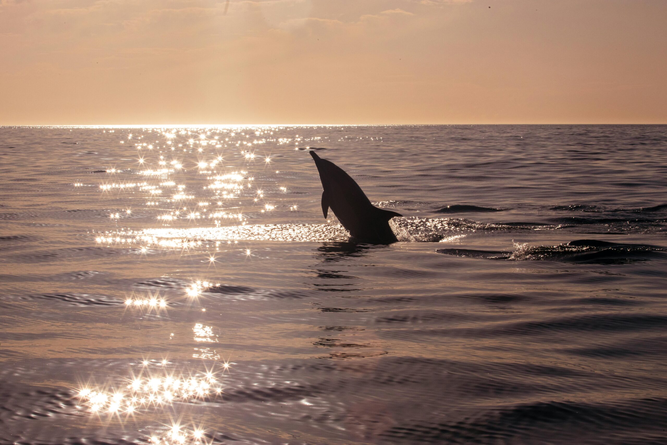 Dolphin in Bay