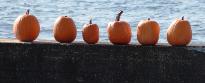 Pumpkins in a row on Folly Beach